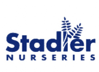 stadler